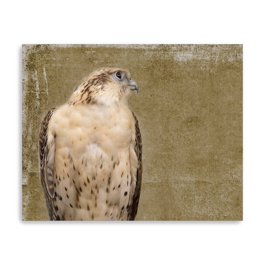 Falcon I Canvas Giclee